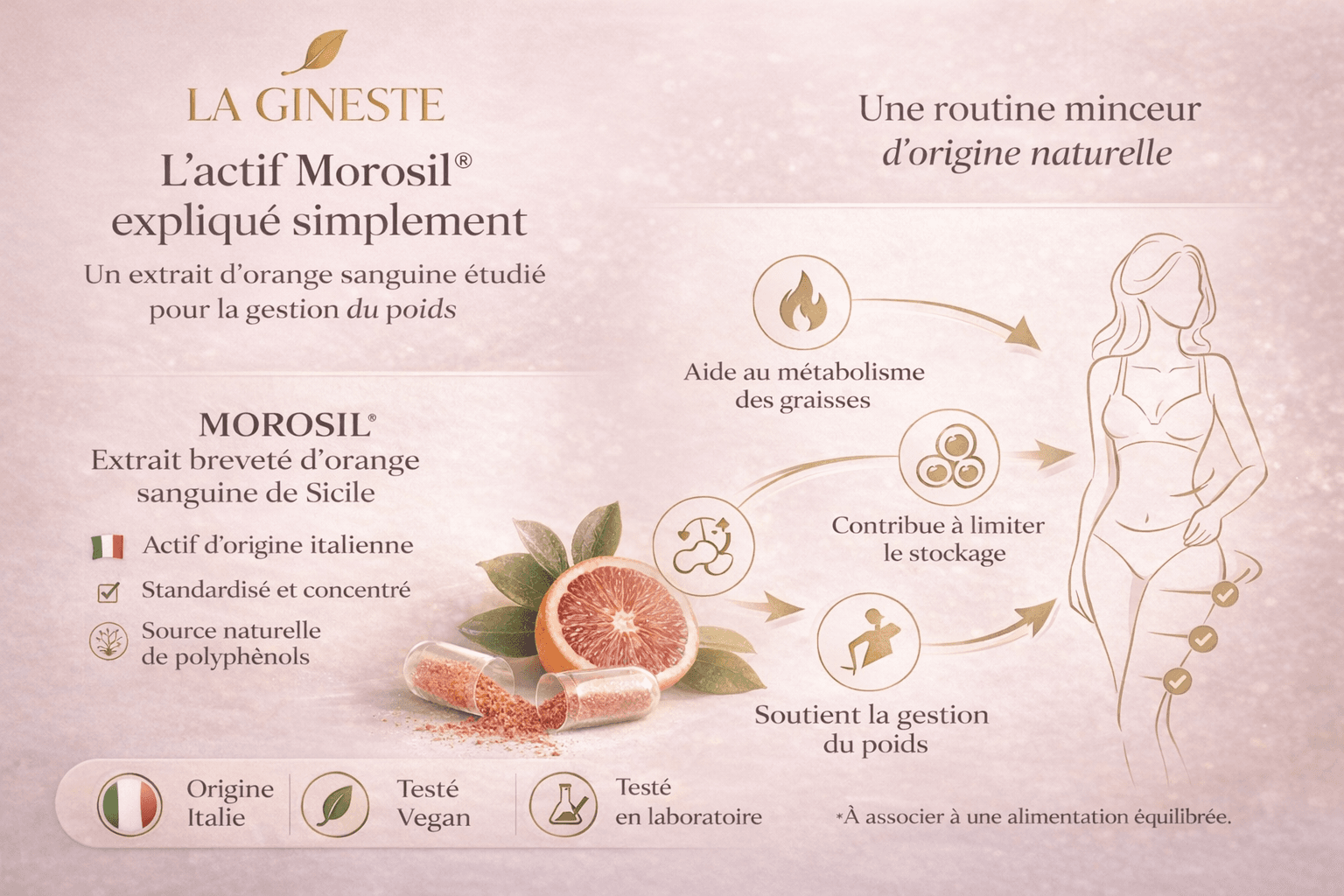 Mécanisme du Morosil